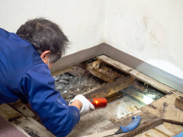 Best Mold Remediation  in Herald, CA