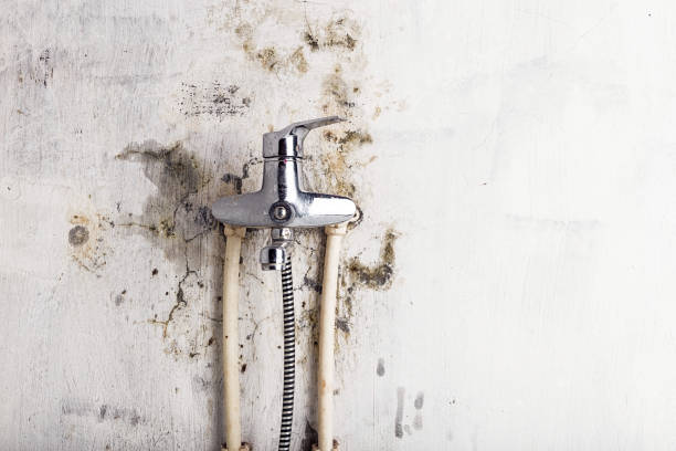 Best Affordable Mold Removal  in Herald, CA