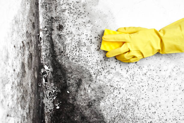 Best Residential Mold Removal  in Herald, CA