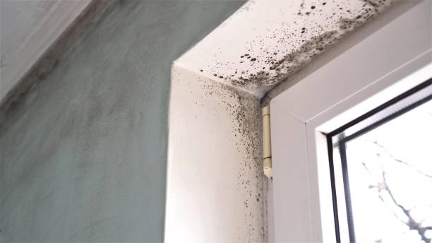 Best Home Mold Removal  in Herald, CA