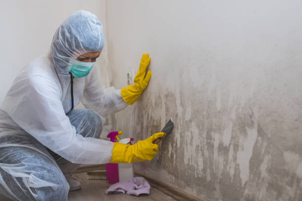 Best Mold Testing and Removal  in Herald, CA