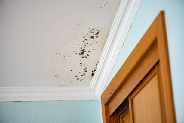 Best Commercial Mold Removal  in Herald, CA