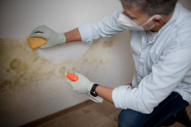 Best Mold Remediation Services  in Herald, CA