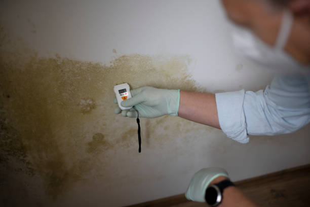 Best Mold Testing  in Herald, CA