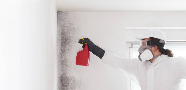 Mold Testing and Removal in Herald, CA