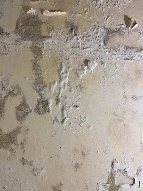 Professional Mold Removal in Herald, CA