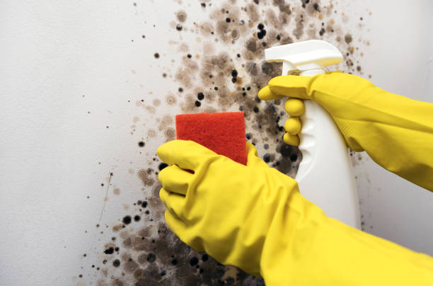 Best Residential Mold Removal  in Herald, CA