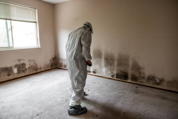 Best Certified Mold Removal  in Herald, CA