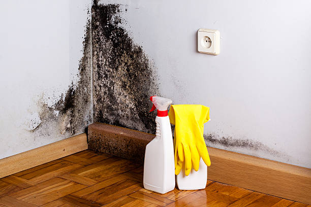 Best Mold Testing and Removal  in Herald, CA