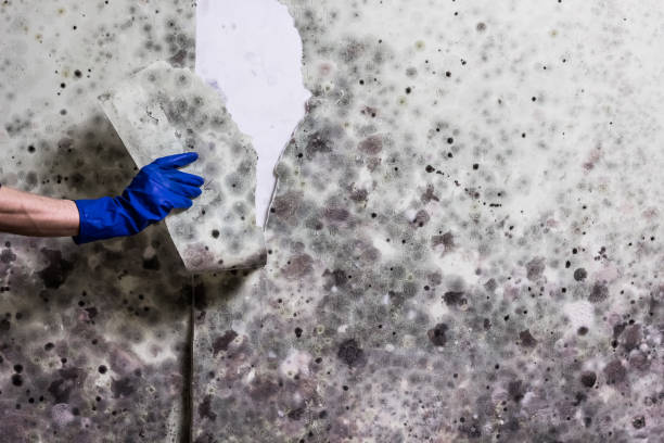 Best Mold Cleaning Services  in Herald, CA